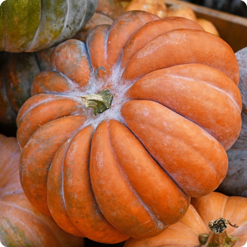Large orange pumpkin displayed in a tilted angle