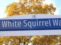 The Enduring Allure of Toronto’s White Squirrels: From Park Legend to Public Art and Local&nbsp;Landmark